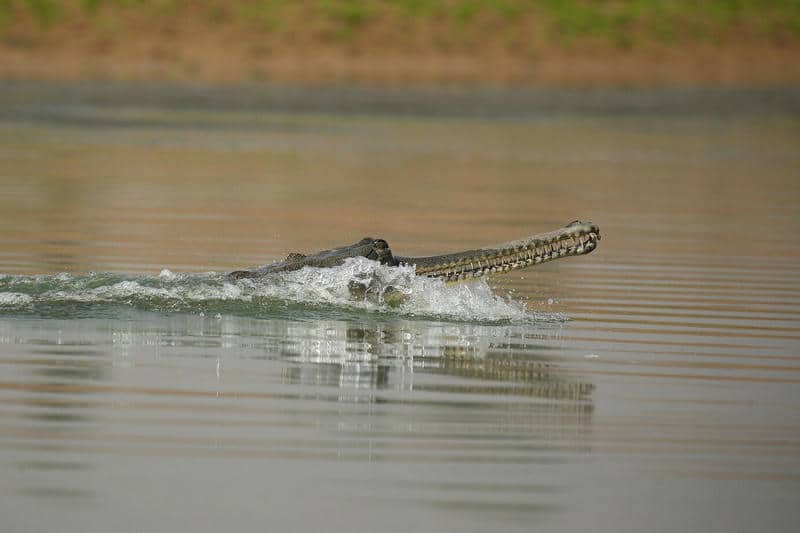 รูปจระเข้