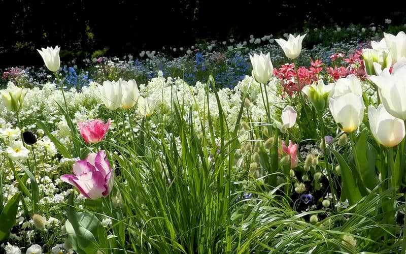 รูปภาพสวนดอกไม้-1