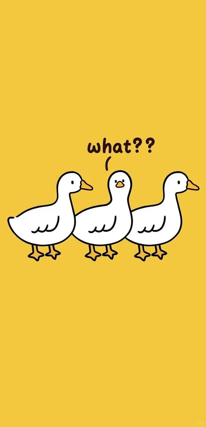 รูปภาพเป็ด-2