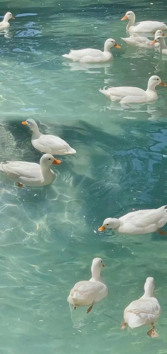 รูปภาพเป็ด-3