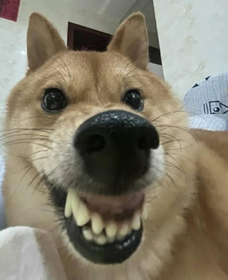 รูปมีมฮาๆ