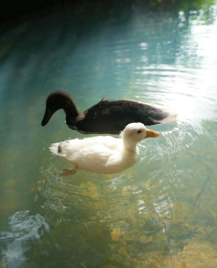 รูปเป็ด-3