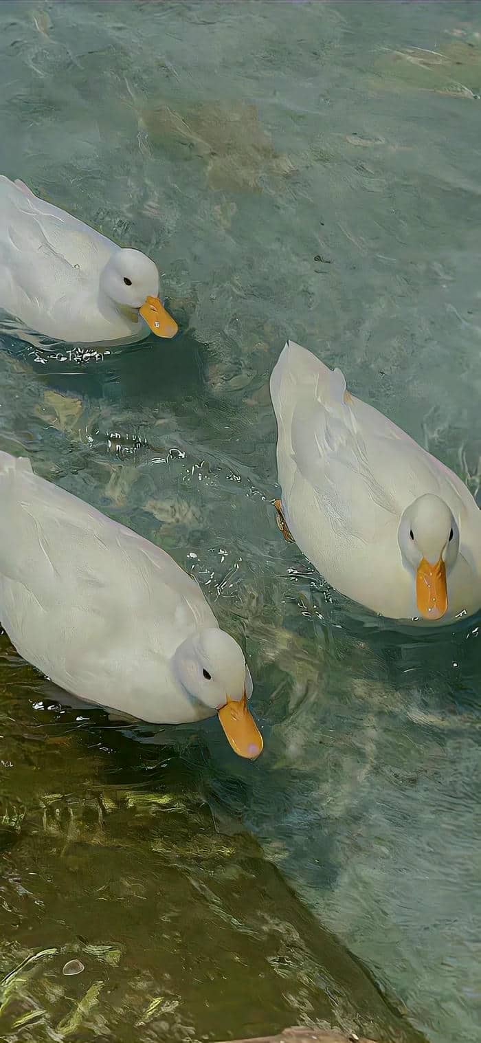 รูปเป็ด-4