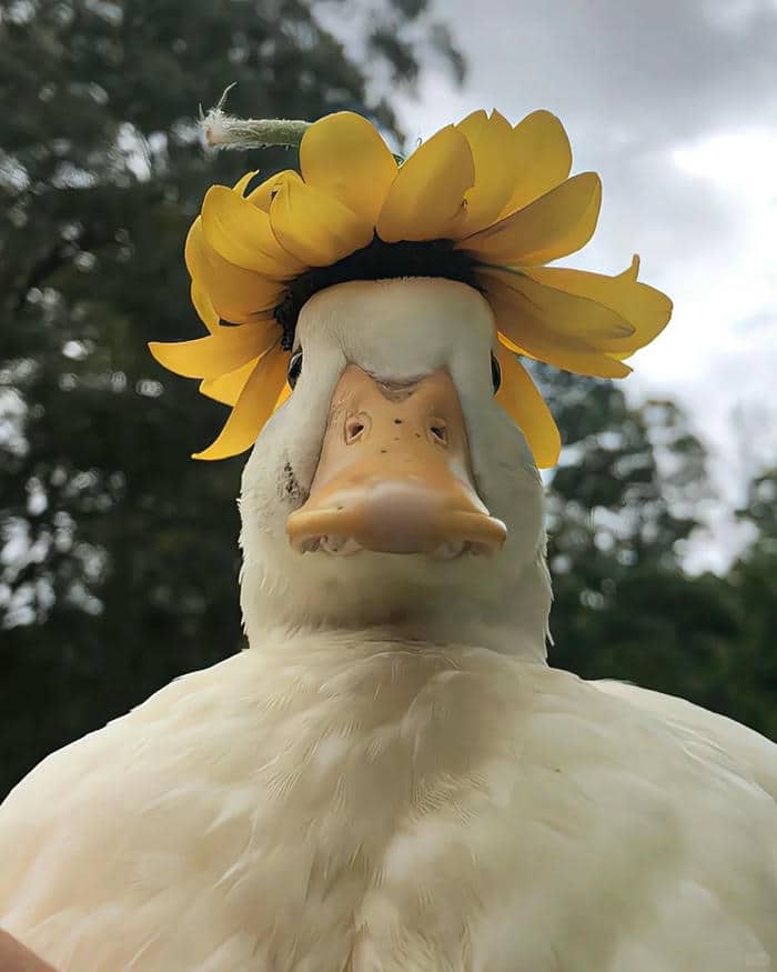 รูปเป็ดเท่ๆ-1