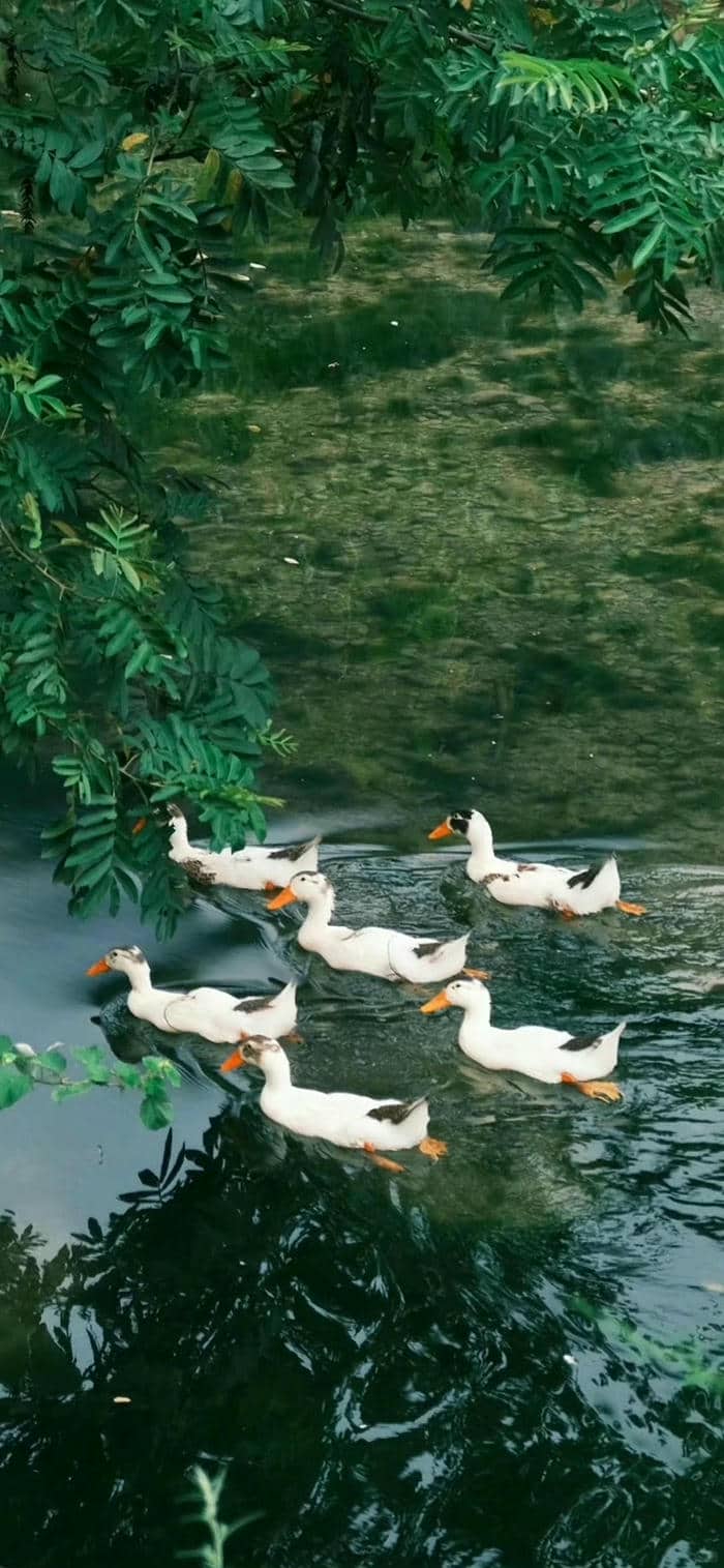 รูปเป็ดเท่ๆ-4