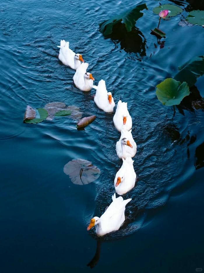 รูปเป็ดเท่ๆ