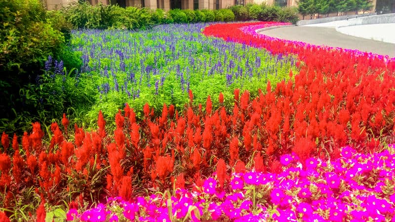 วิวสวนดอกไม้-1