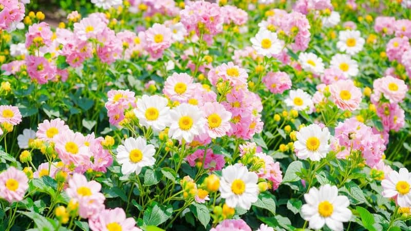 สวนดอกไม้