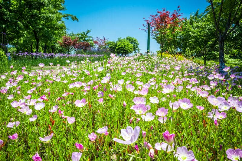 สวนดอกไม้สวยๆ-1