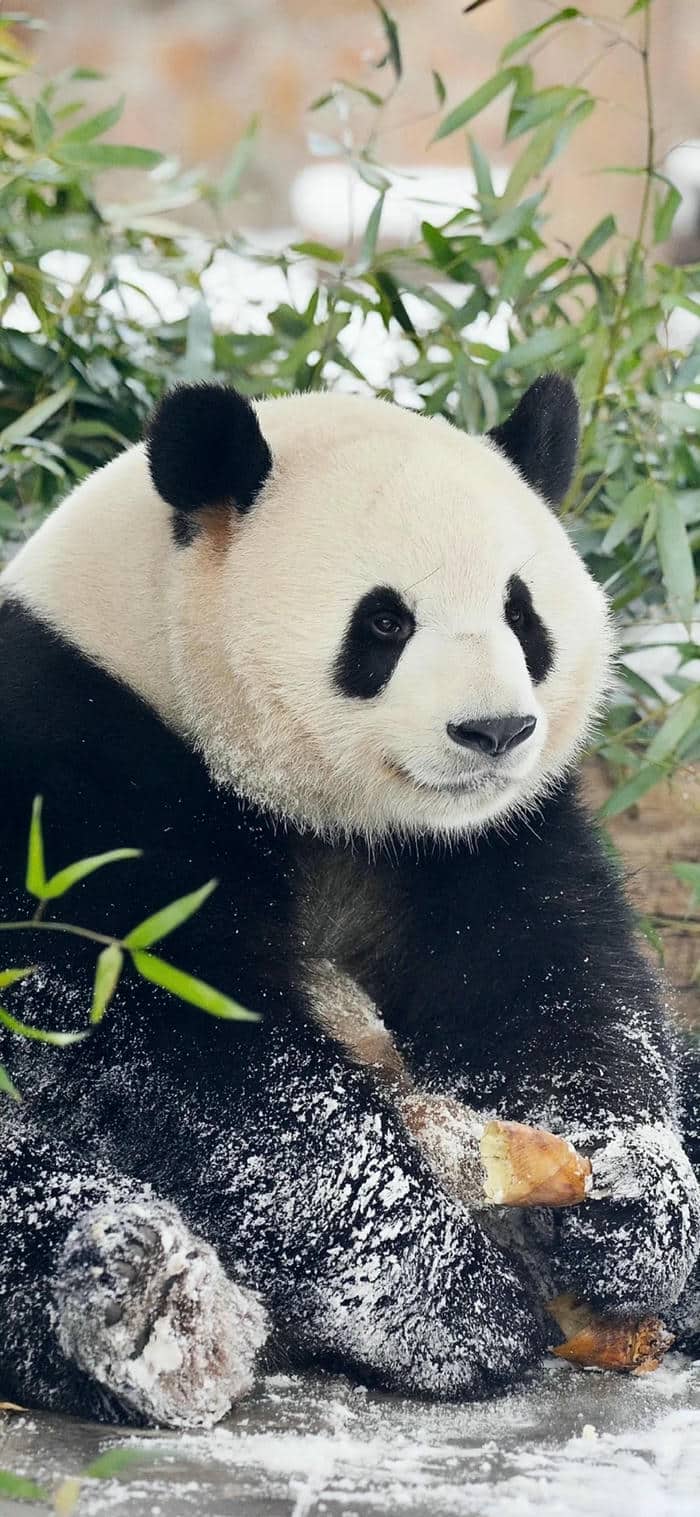 หมีเเพนด้า