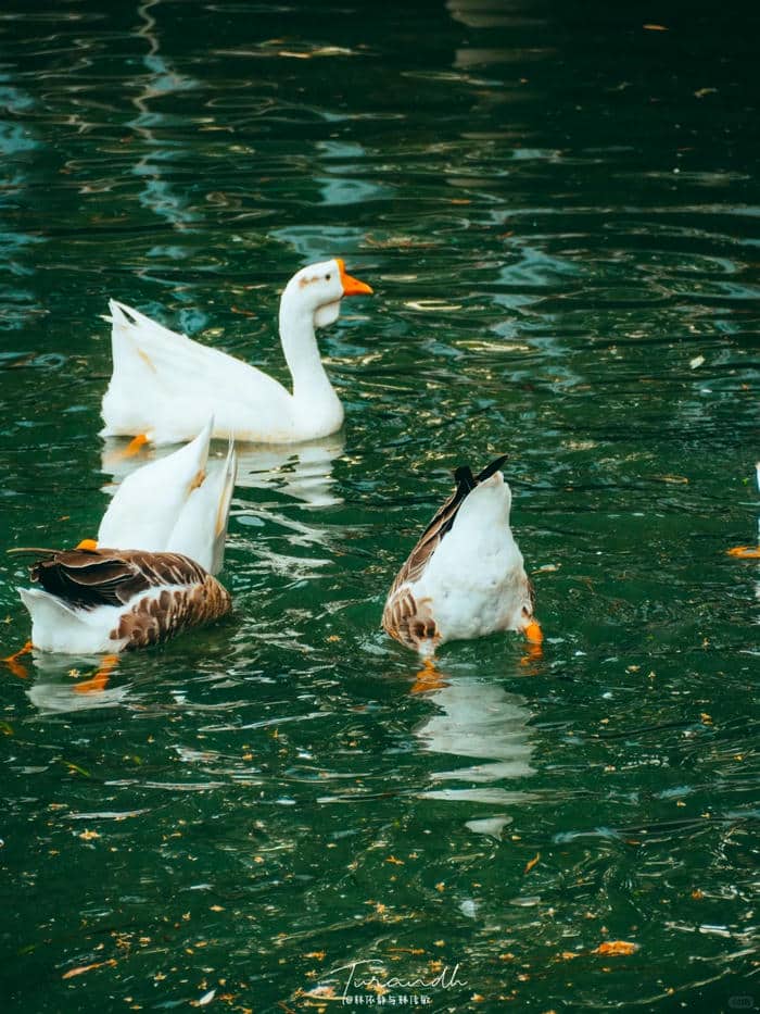 เป็ด เท่ ๆ-2