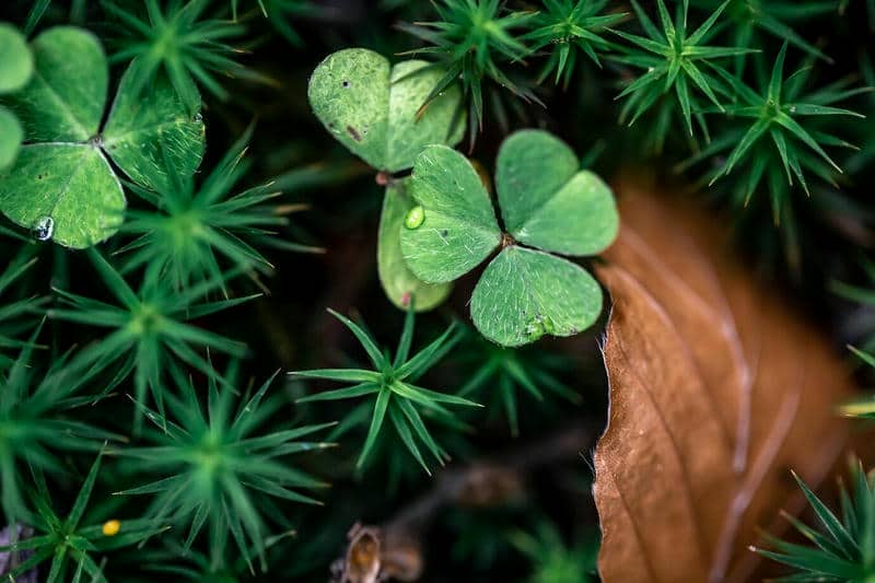 แบล็คโคลเวอร์เท่ๆ-1