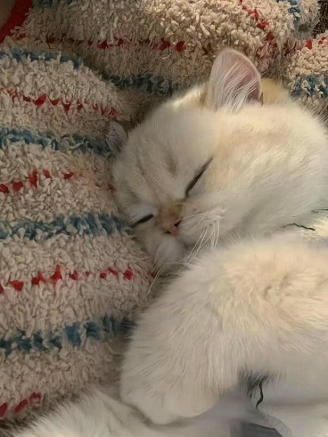 อวาตาร์ชิลล์ (16)