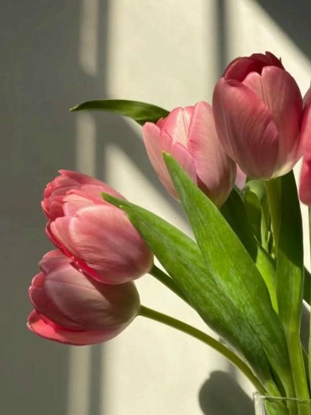 อวาตาร์ดอกทิวลิป (29)