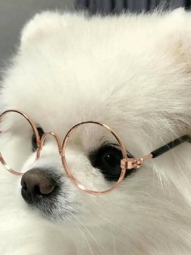 อวาตาร์สุนัขน่ารัก (25)