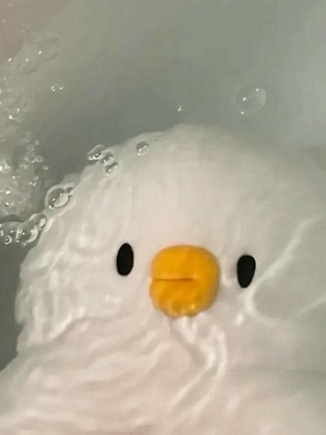 อวาตาร์เป็ด (28)