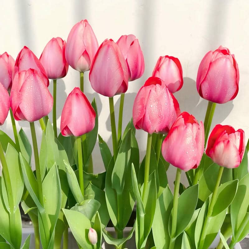 อวาตาร์ดอกทิวลิป (11)