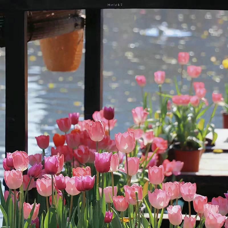 อวาตาร์ดอกทิวลิป (13)