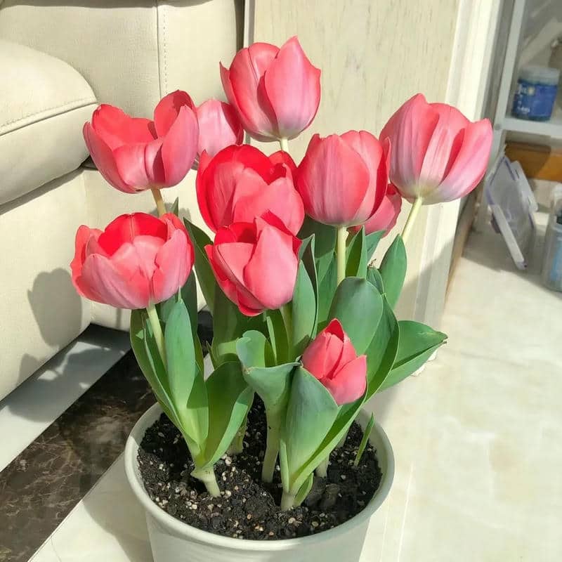 อวาตาร์ดอกทิวลิป (17)