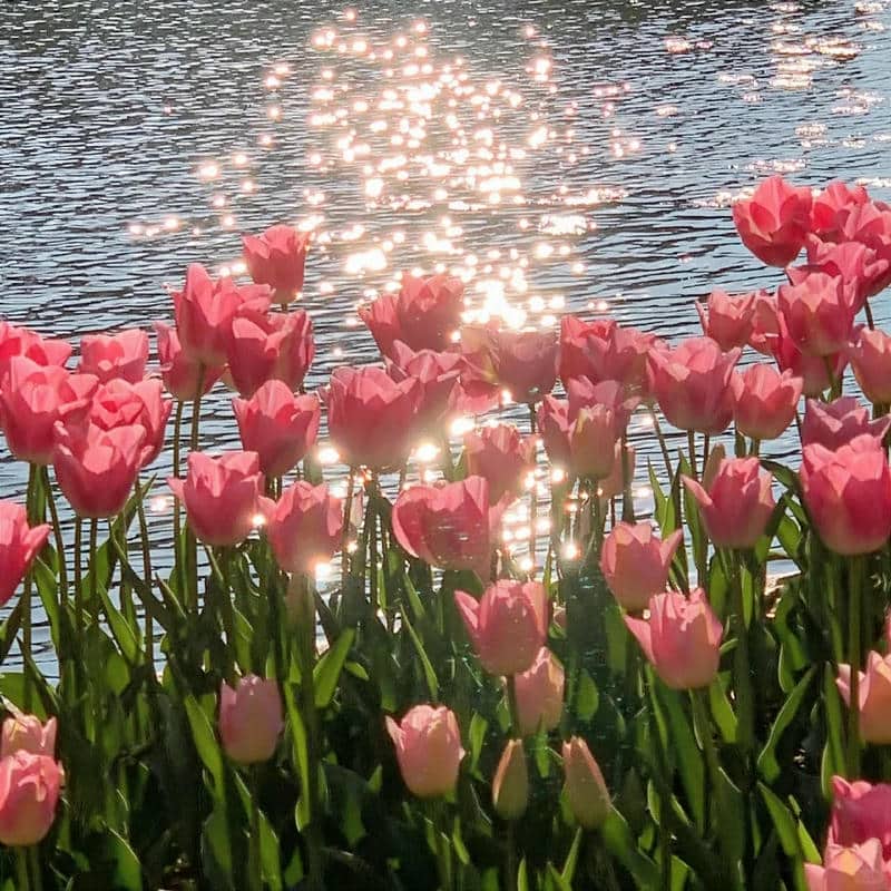 อวาตาร์ดอกทิวลิป (2)