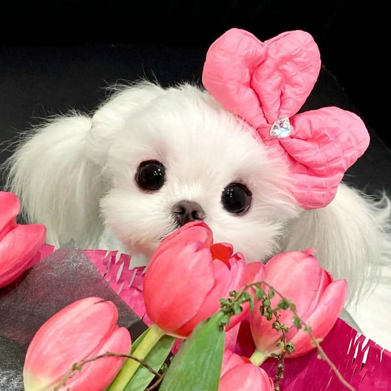 อวาตาร์ดอกทิวลิป (20)