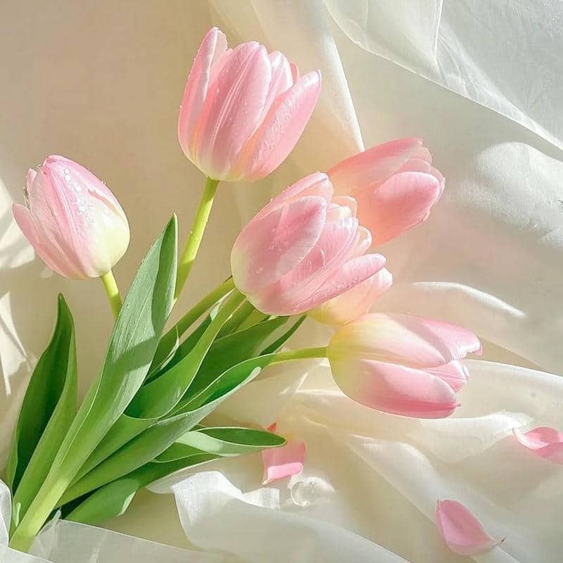 อวาตาร์ดอกทิวลิป (22)