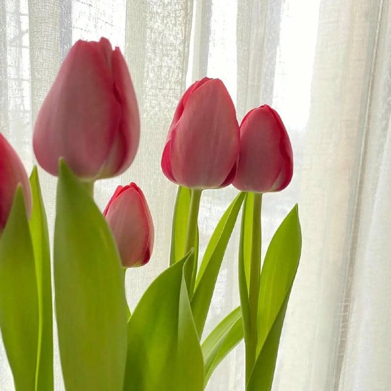 อวาตาร์ดอกทิวลิป (24)