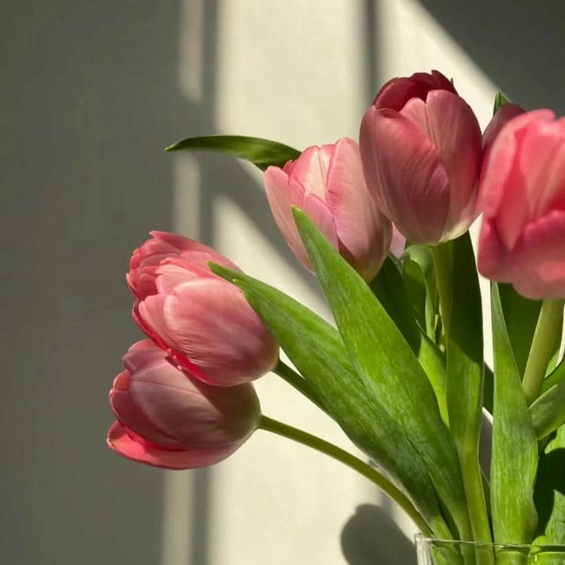 อวาตาร์ดอกทิวลิป (29)