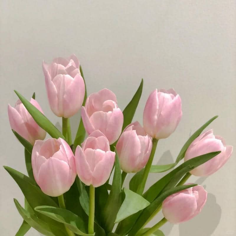 อวาตาร์ดอกทิวลิป (31)