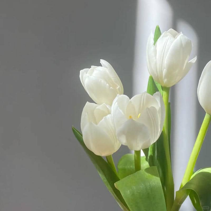 อวาตาร์ดอกทิวลิป (33)