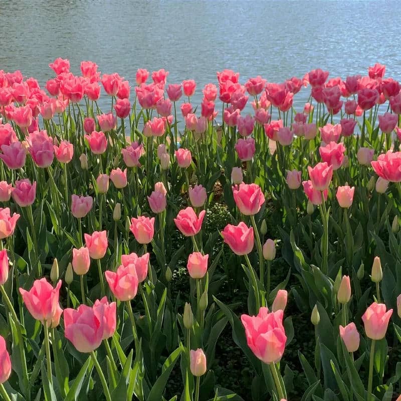 อวาตาร์ดอกทิวลิป (4)