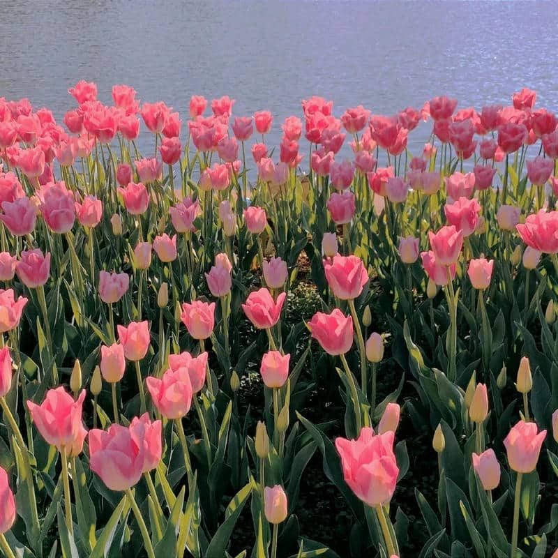 อวาตาร์ดอกทิวลิป (5)