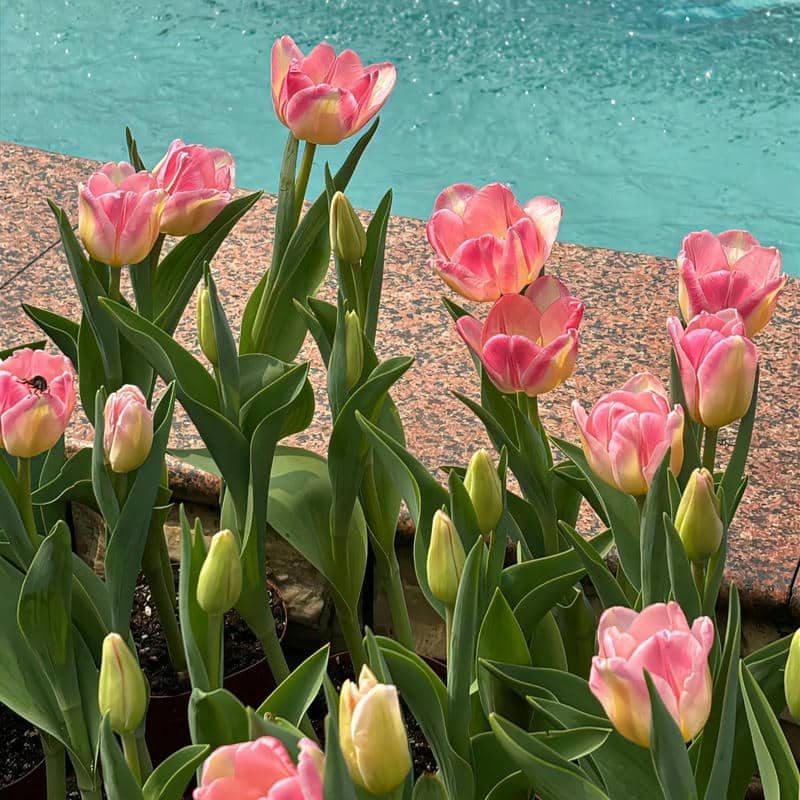 อวาตาร์ดอกทิวลิป (6)