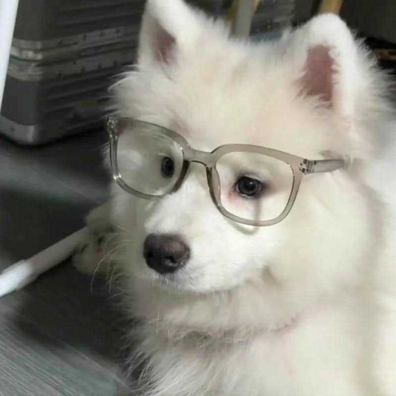 อวาตาร์สุนัขน่ารัก (1)