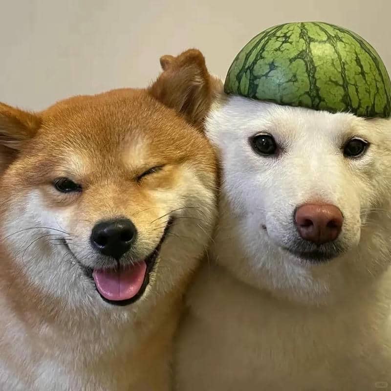 อวาตาร์สุนัขน่ารัก (10)