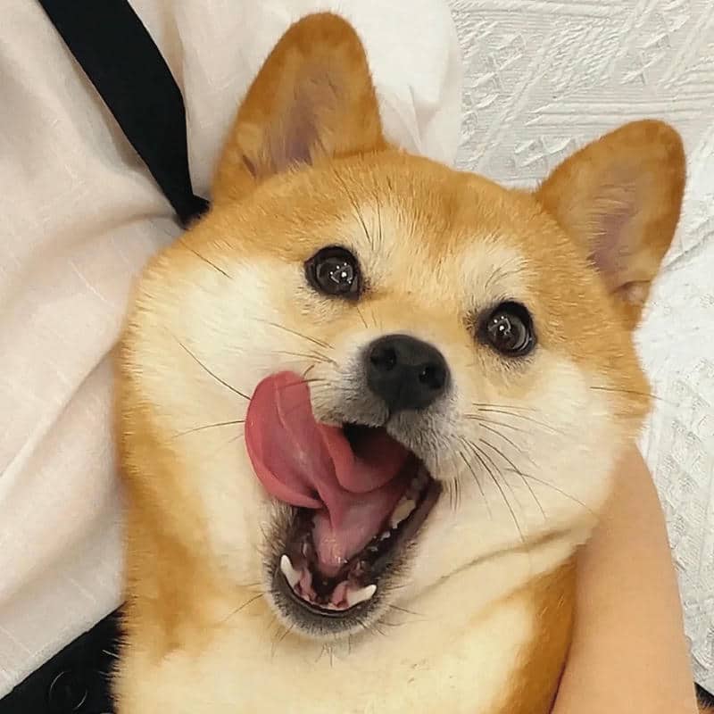 อวาตาร์สุนัขน่ารัก (12)