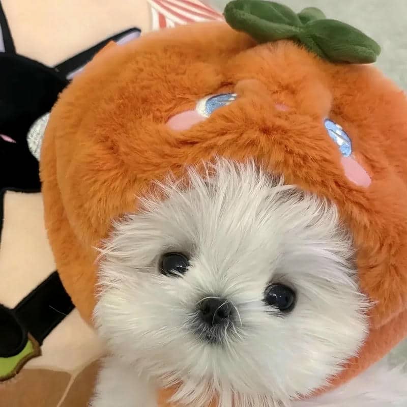 อวาตาร์สุนัขน่ารัก (13)