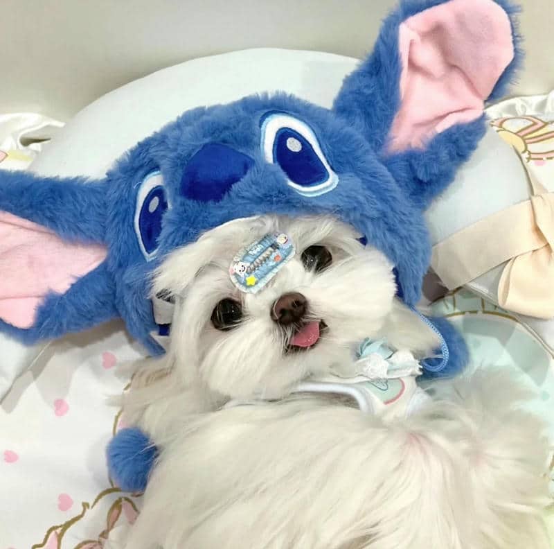 อวาตาร์สุนัขน่ารัก (14)