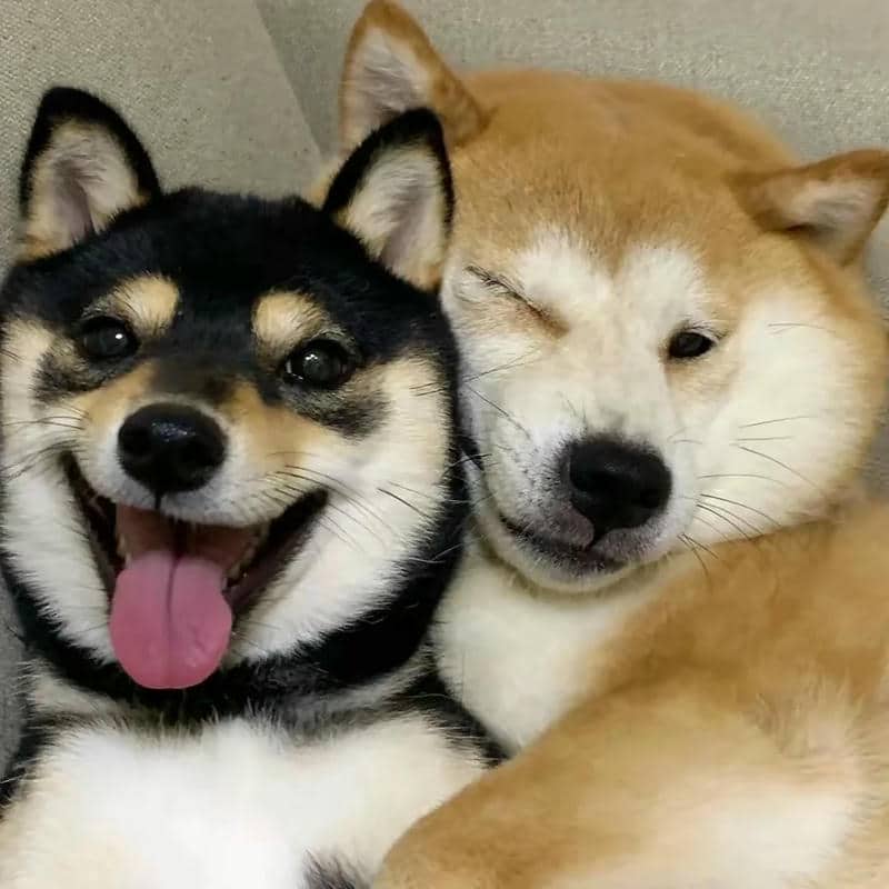 อวาตาร์สุนัขน่ารัก (15)