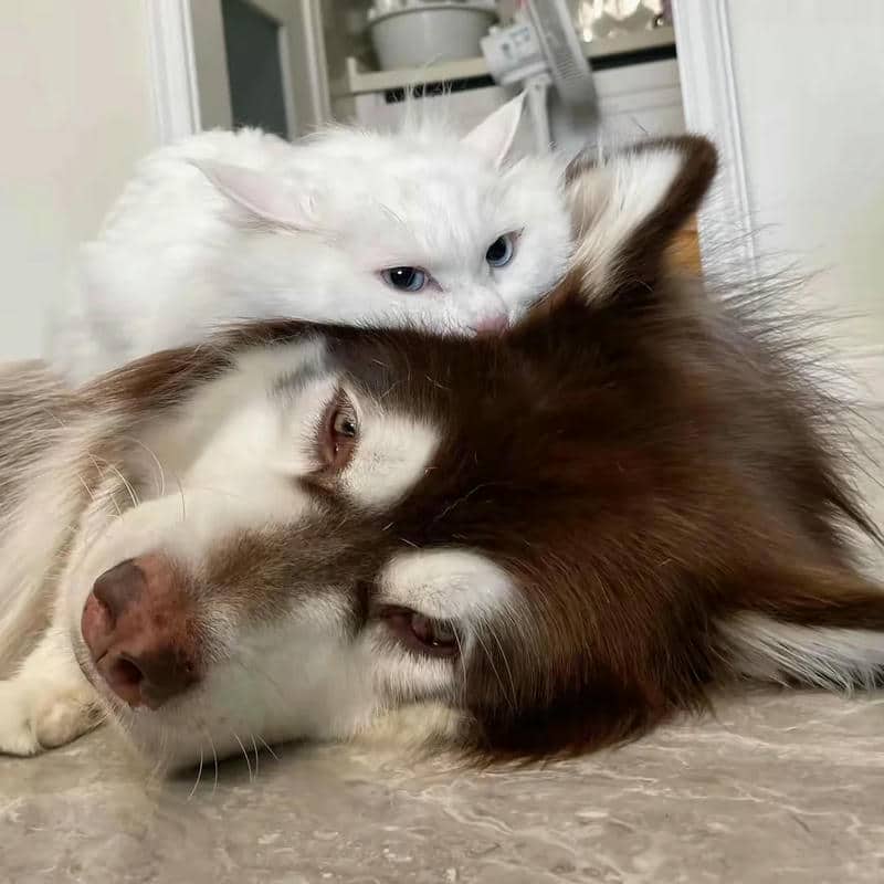 อวาตาร์สุนัขน่ารัก (16)