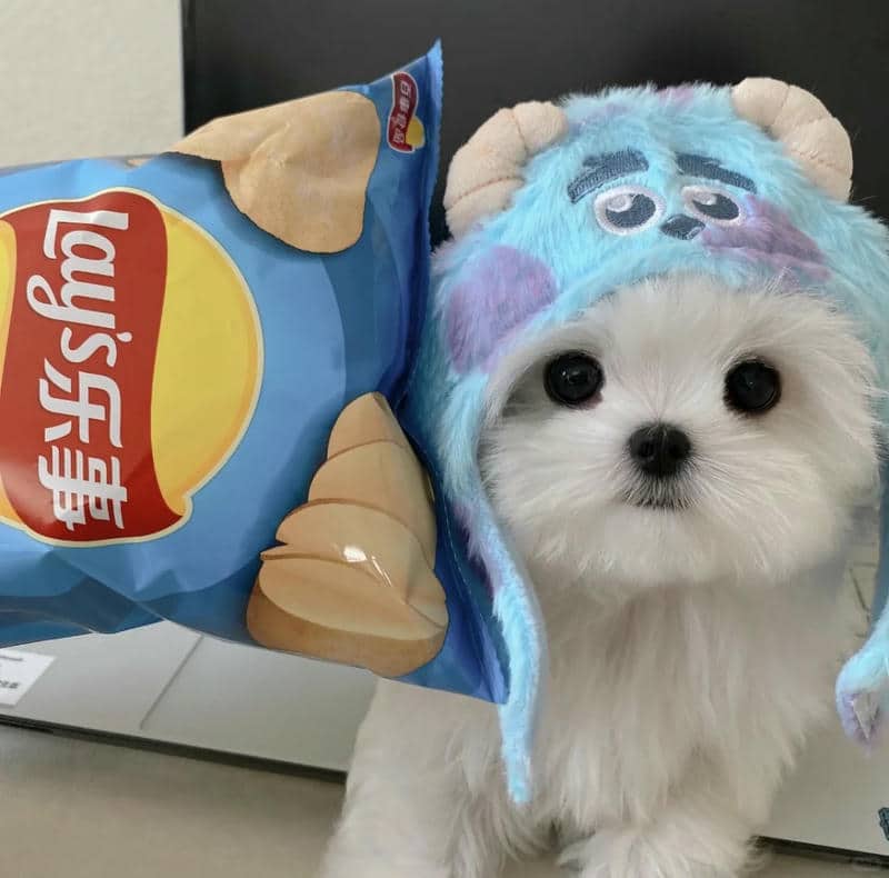 อวาตาร์สุนัขน่ารัก (17)