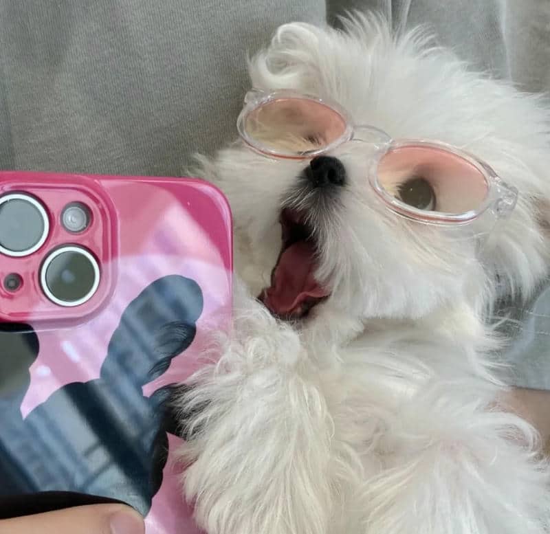 อวาตาร์สุนัขน่ารัก (18)