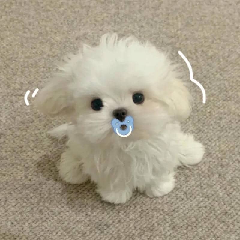 อวาตาร์สุนัขน่ารัก (19)