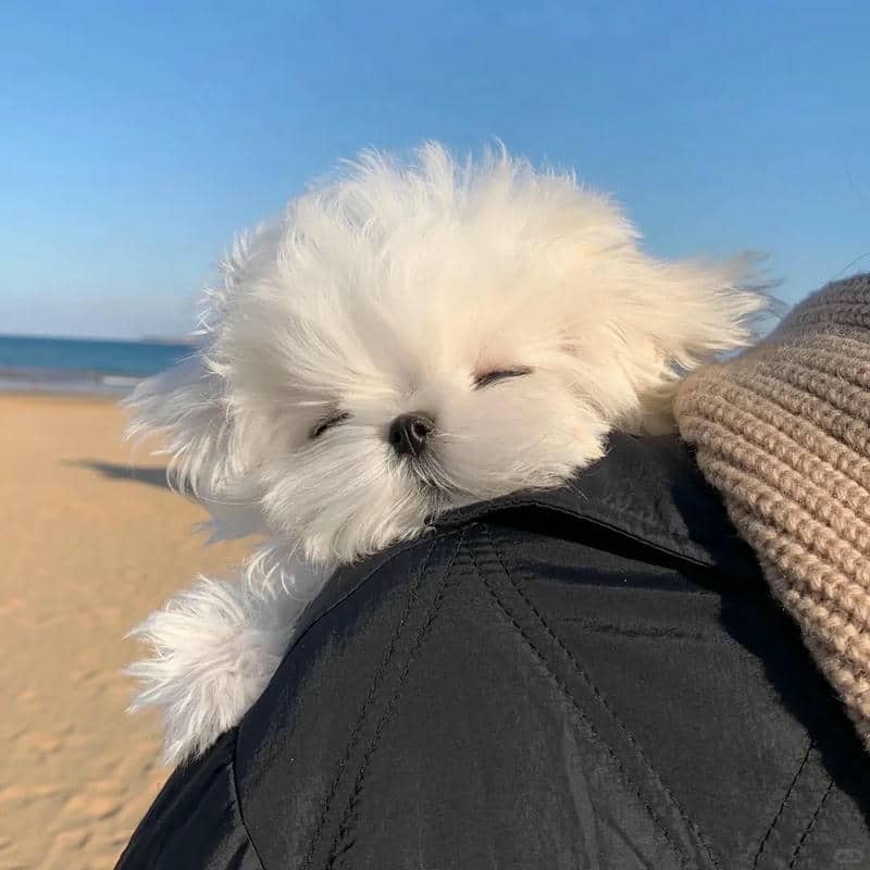 อวาตาร์สุนัขน่ารัก (20)