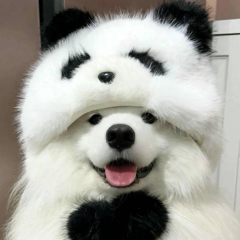 อวาตาร์สุนัขน่ารัก (22)