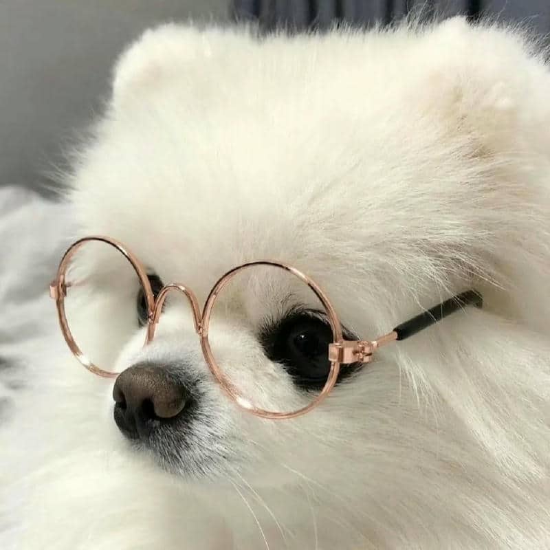 อวาตาร์สุนัขน่ารัก (25)