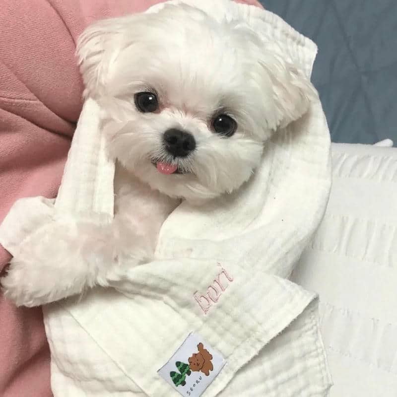 อวาตาร์สุนัขน่ารัก (26)