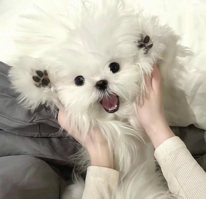 อวาตาร์สุนัขน่ารัก (27)