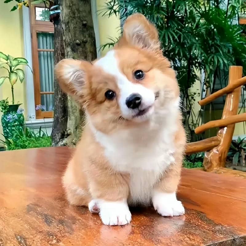 อวาตาร์สุนัขน่ารัก (3)