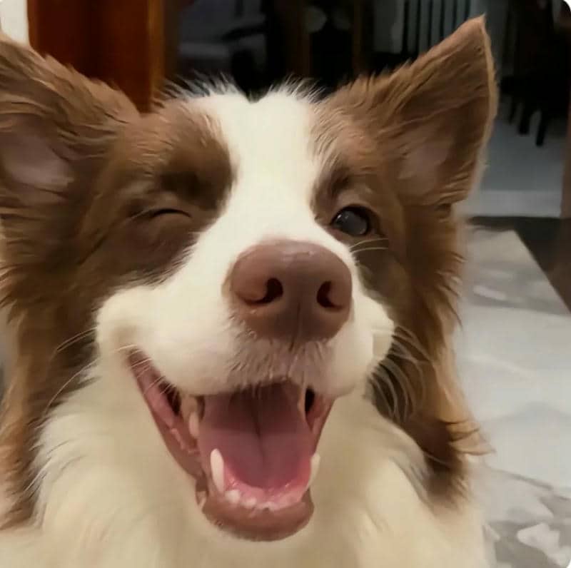 อวาตาร์สุนัขน่ารัก (30)